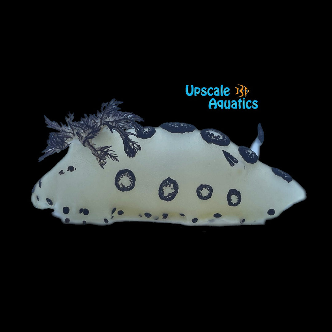 Polka Dot Nudibranch (Jorunna funebris)