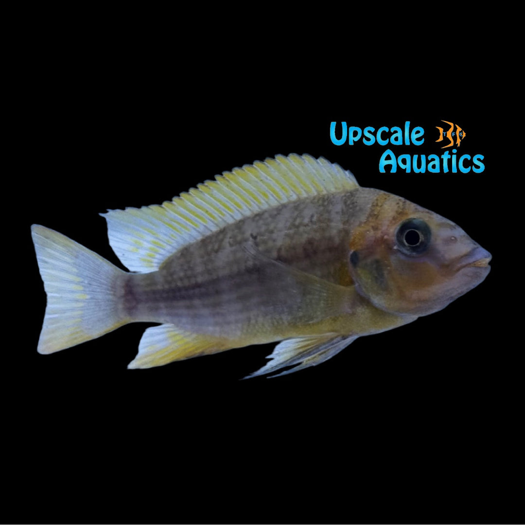 Red Bulu Petrochromis (Petrochromis sp. Red Bulu Point)