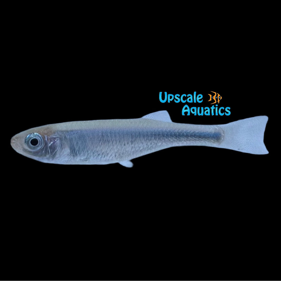 Tanganyika Killifish (Lamprichthys tanganicanus)