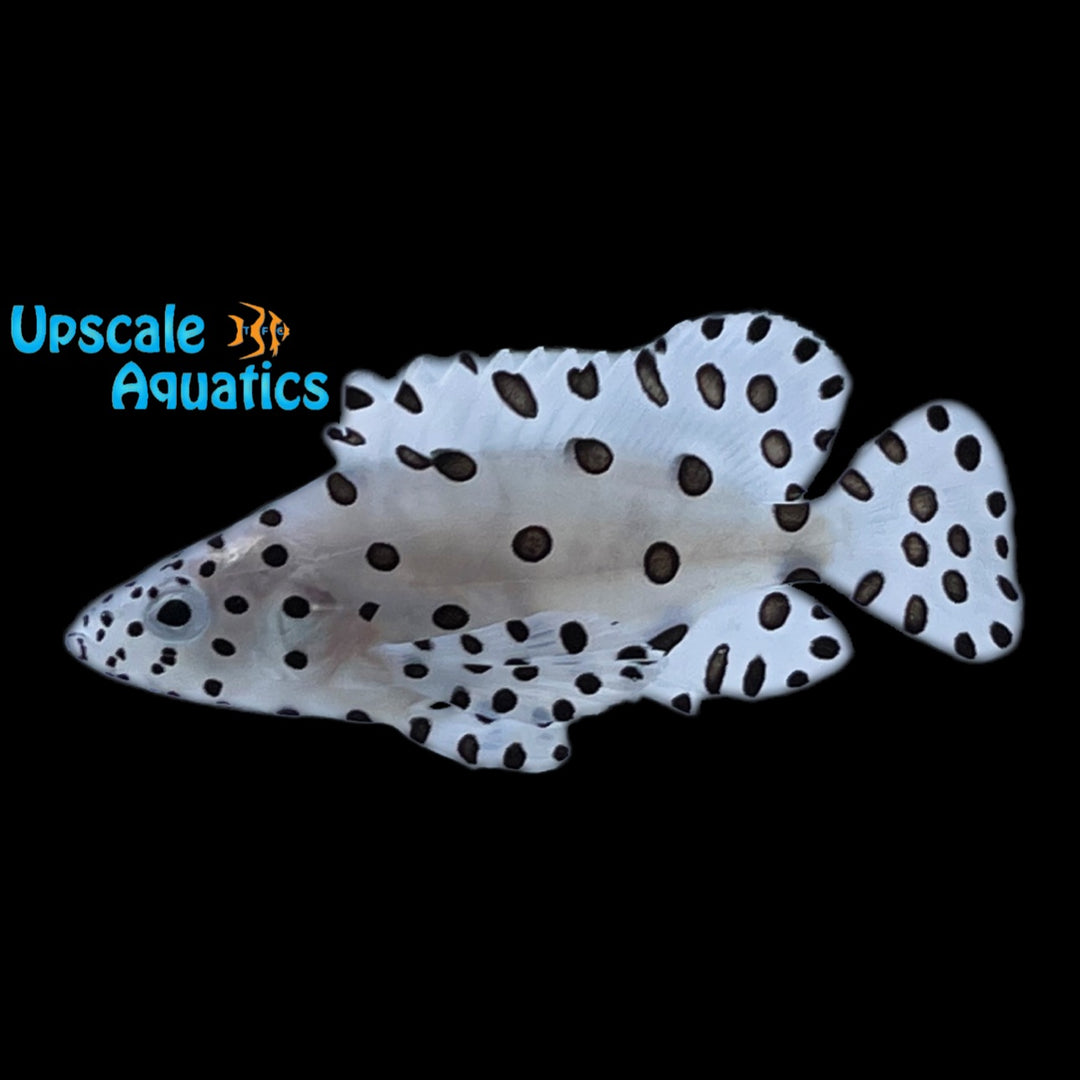 Panther Grouper - Tank Raised (Cromileptes altivelis)