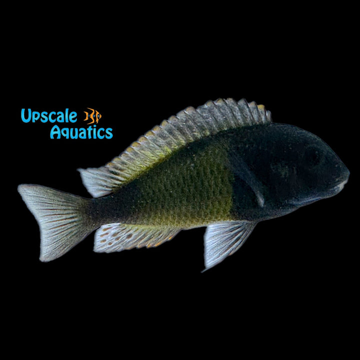 Yellow Banded Tropheus (Tropheus sp. 'Ikola' Kaiser)