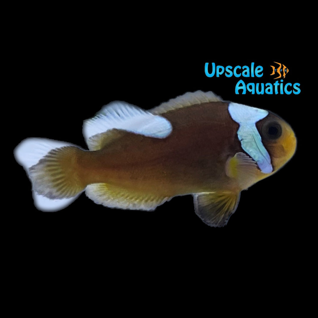 Brown Saddleback Clownfish - Captive Bred (Amphriprion polymnus)