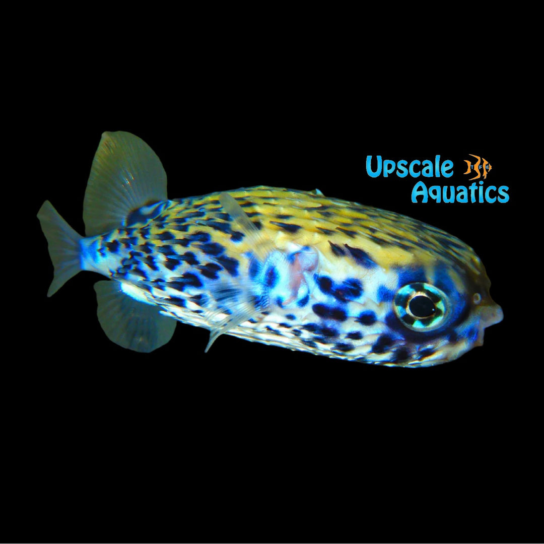 Blue Porcupine Puffer (Diodon eydouxii)
