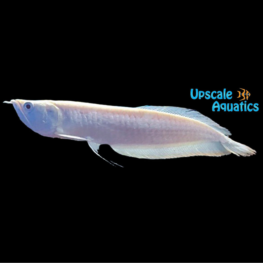 Platinum Silver Arowana (Osteoglossum bicirrhosum platinum)
