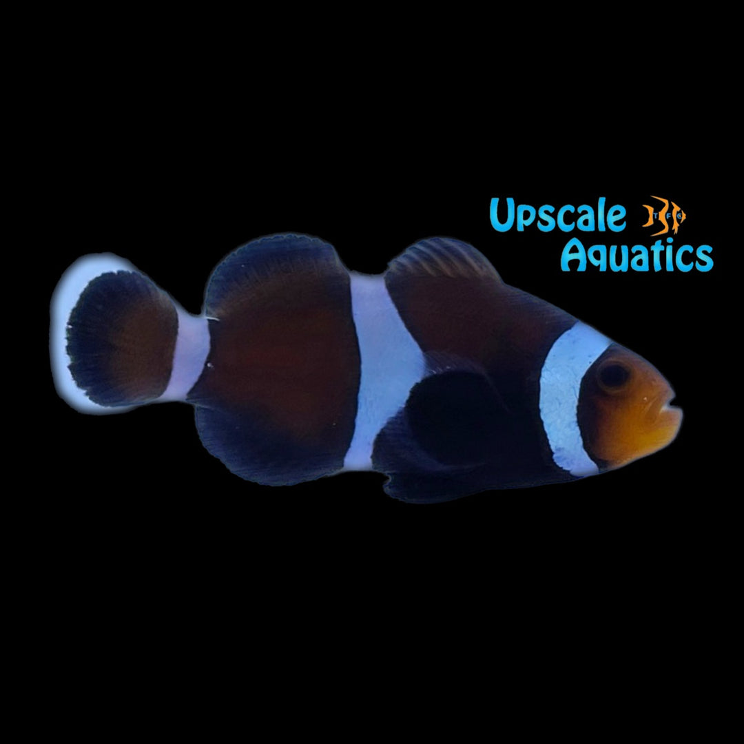 Chocolate Mocha Clownfish (Amphiprion ocellaris)