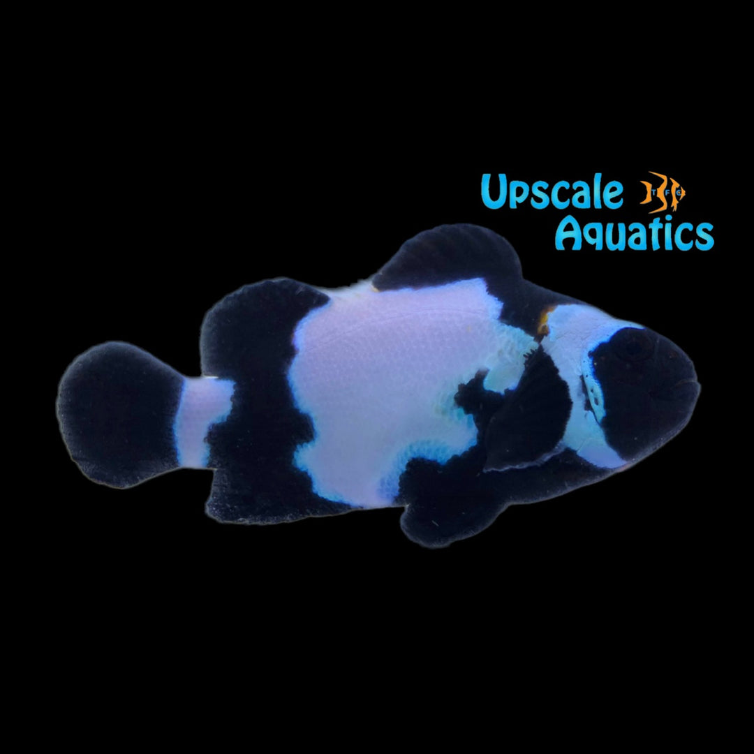 Black Snowflake Clownfish (Amphiprion ocellaris)