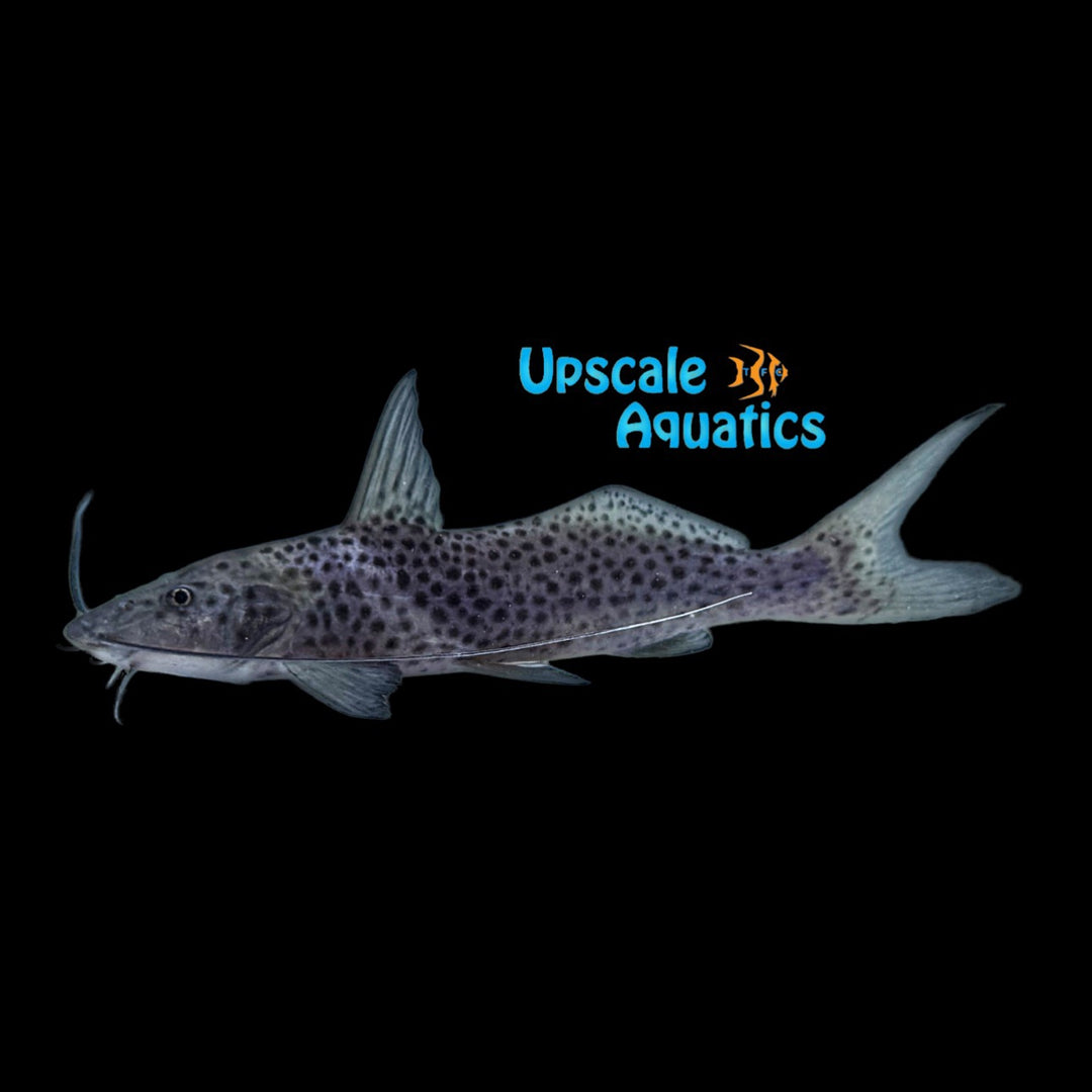 Bolt Catfish (Aguarunichthys torosus)