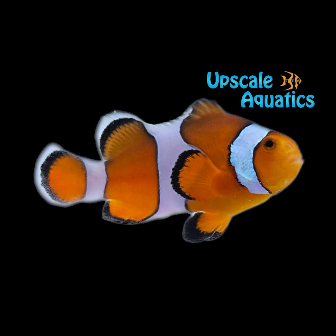 Mocha Clownfish (Amphiprion ocellaris)