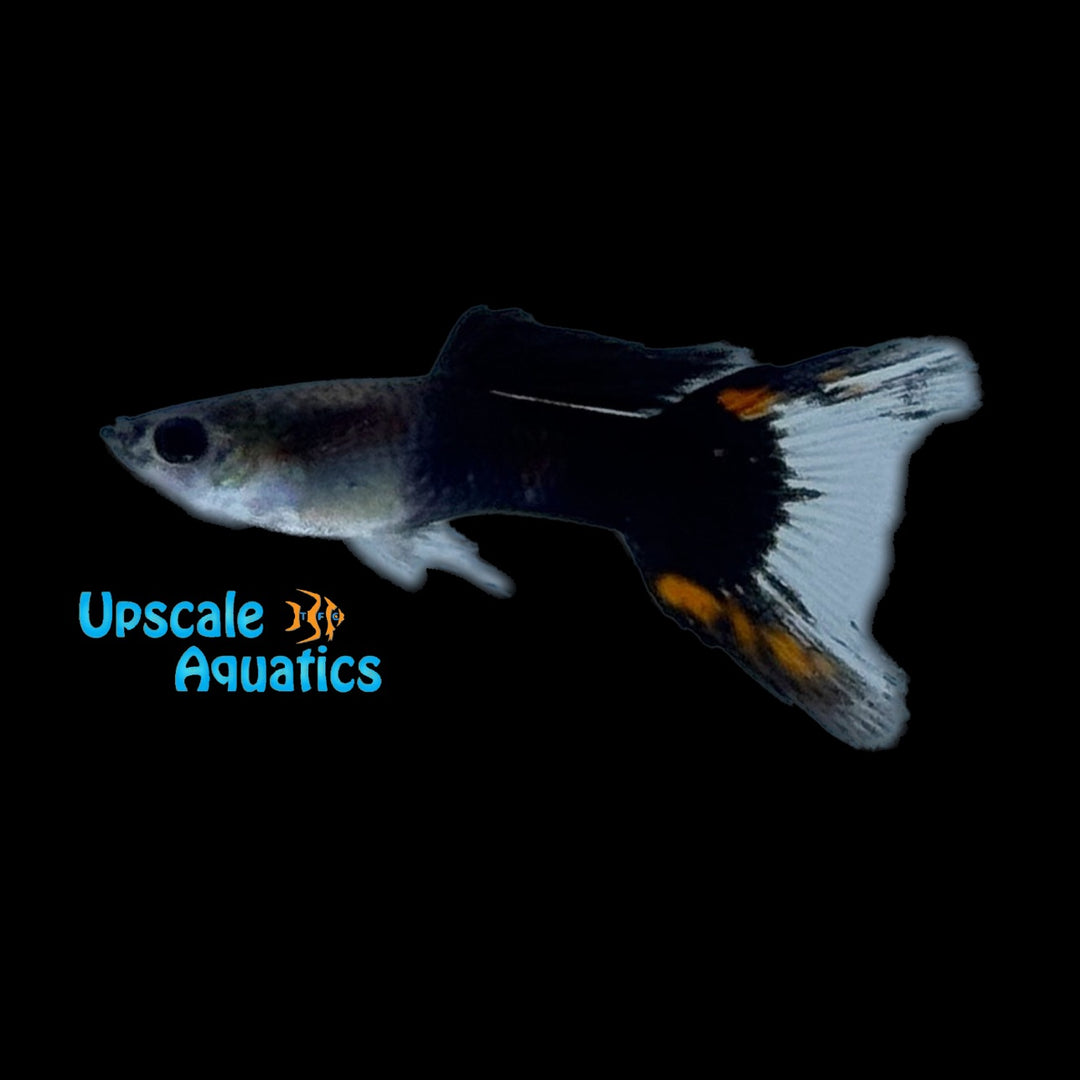 Black Flame Lyretail Guppy (Poecilia reticulata)