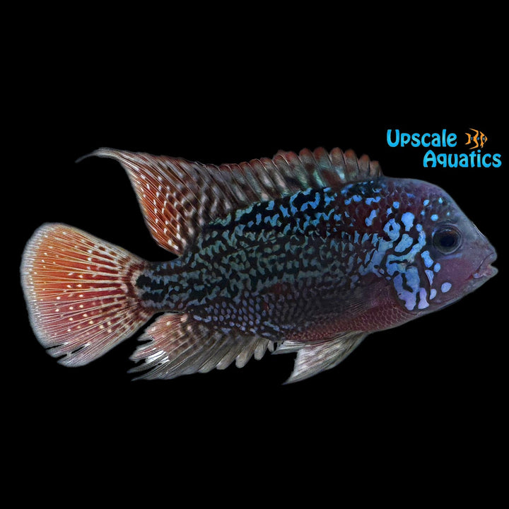 7 Bloods Vieja Cichlid (Vieja x)