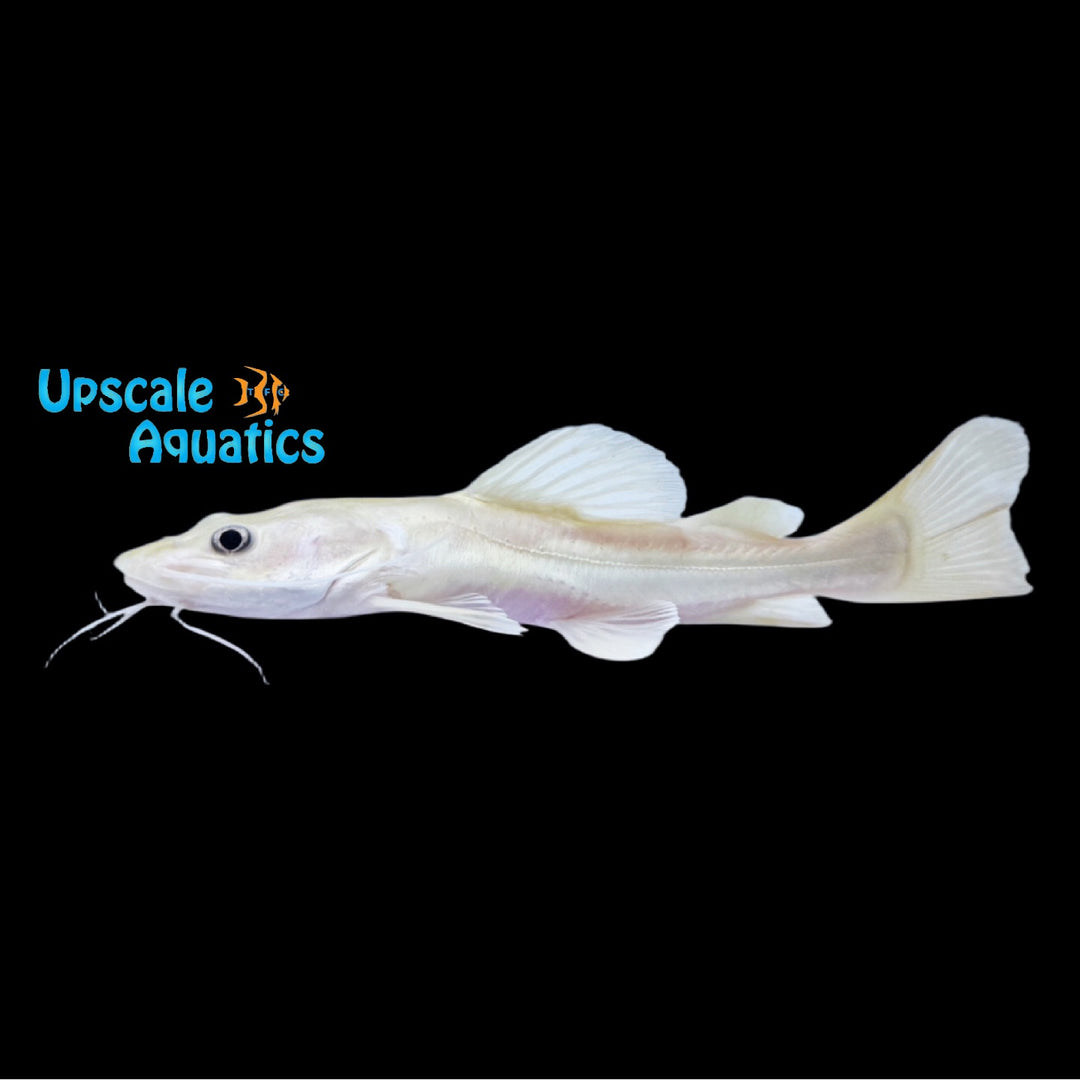 Platinum Redtail Catfish (Phractocephalus hemioliopterus)