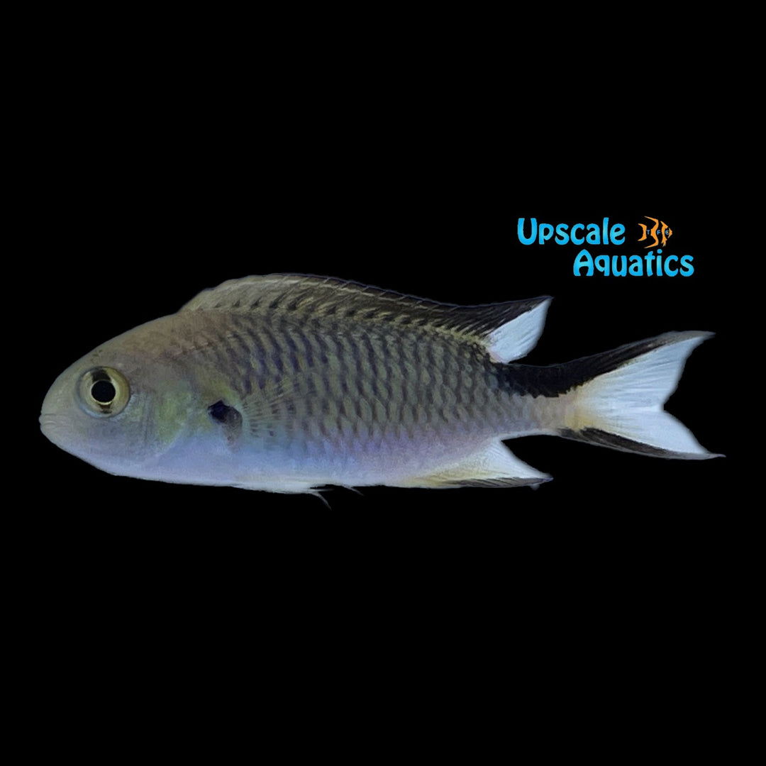 Richardson's Reef Chromis (Pomachromis richardsoni)