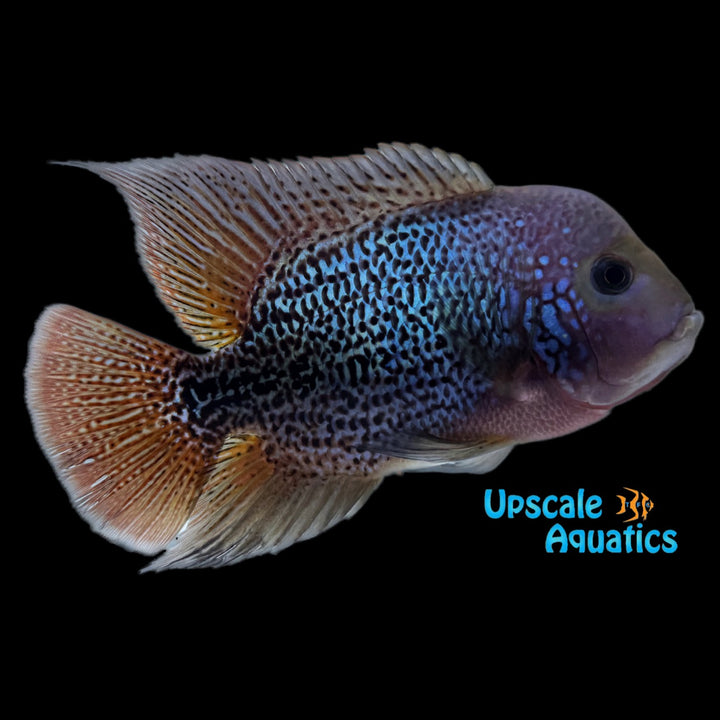 7 Bloods Vieja Cichlid (Vieja x)