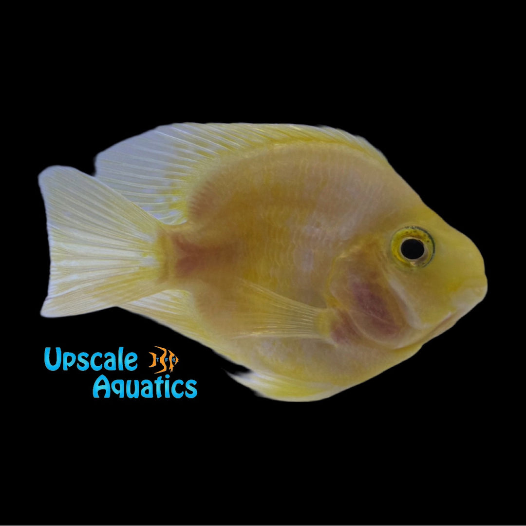 Yellow Ingot Parrot (Cichlasoma var. Parrot)