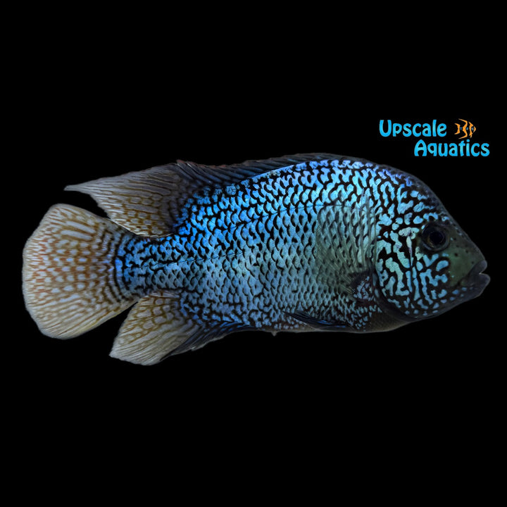 7 Bloods Vieja Cichlid (Vieja x)