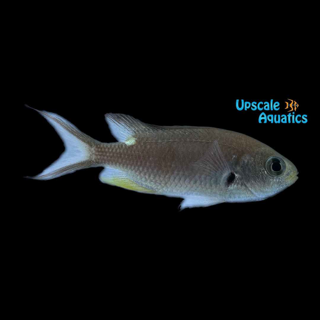 Scissortail Chromis (Chromis atrilobata)
