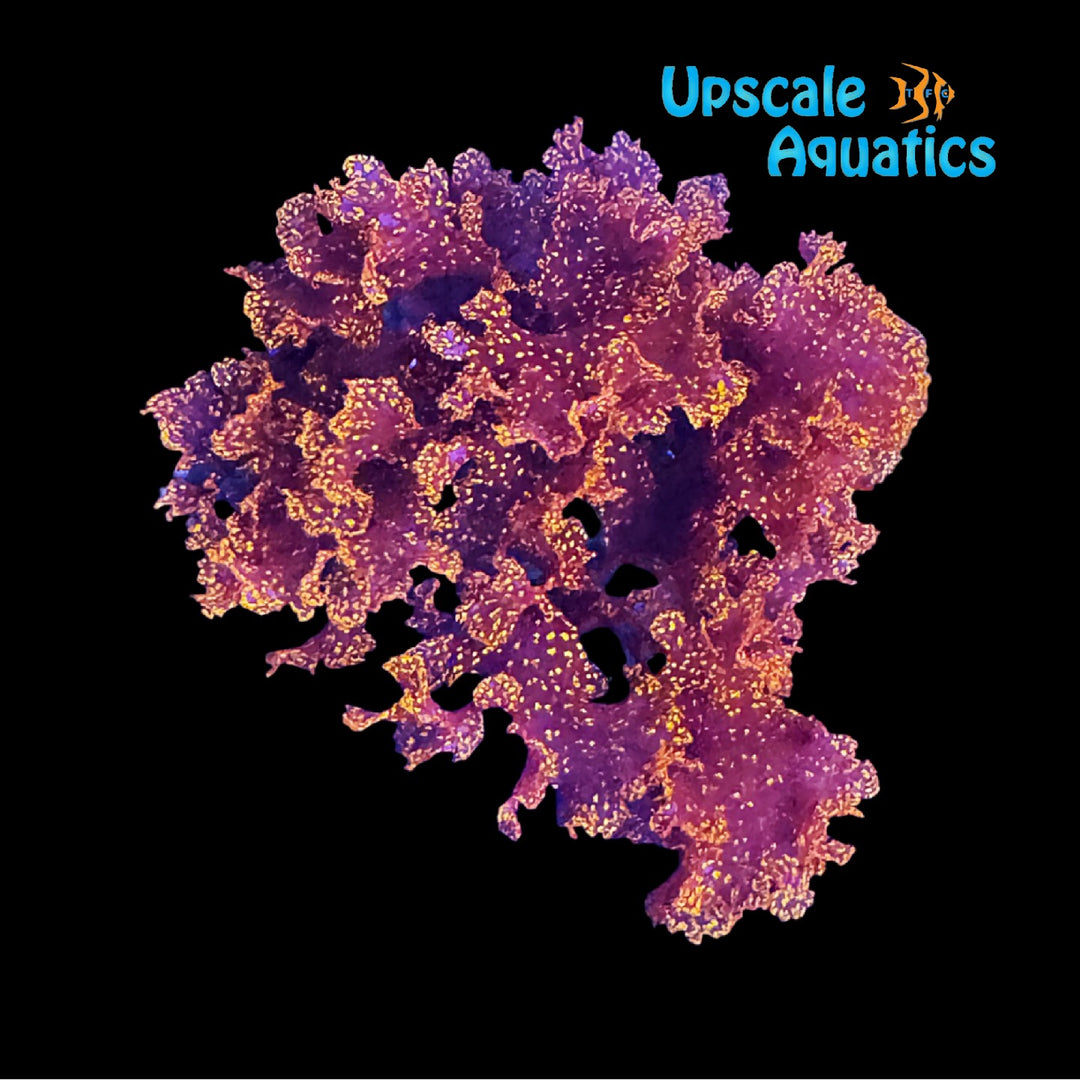 Atomic Broccoli Macroalgae (Augophyllum wysorii)