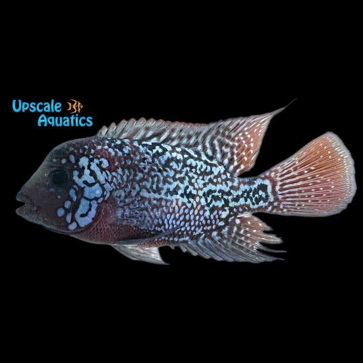 7 Bloods Vieja Cichlid (Vieja x)