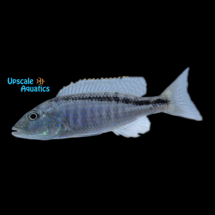 Champsochromis Spilorhynchus