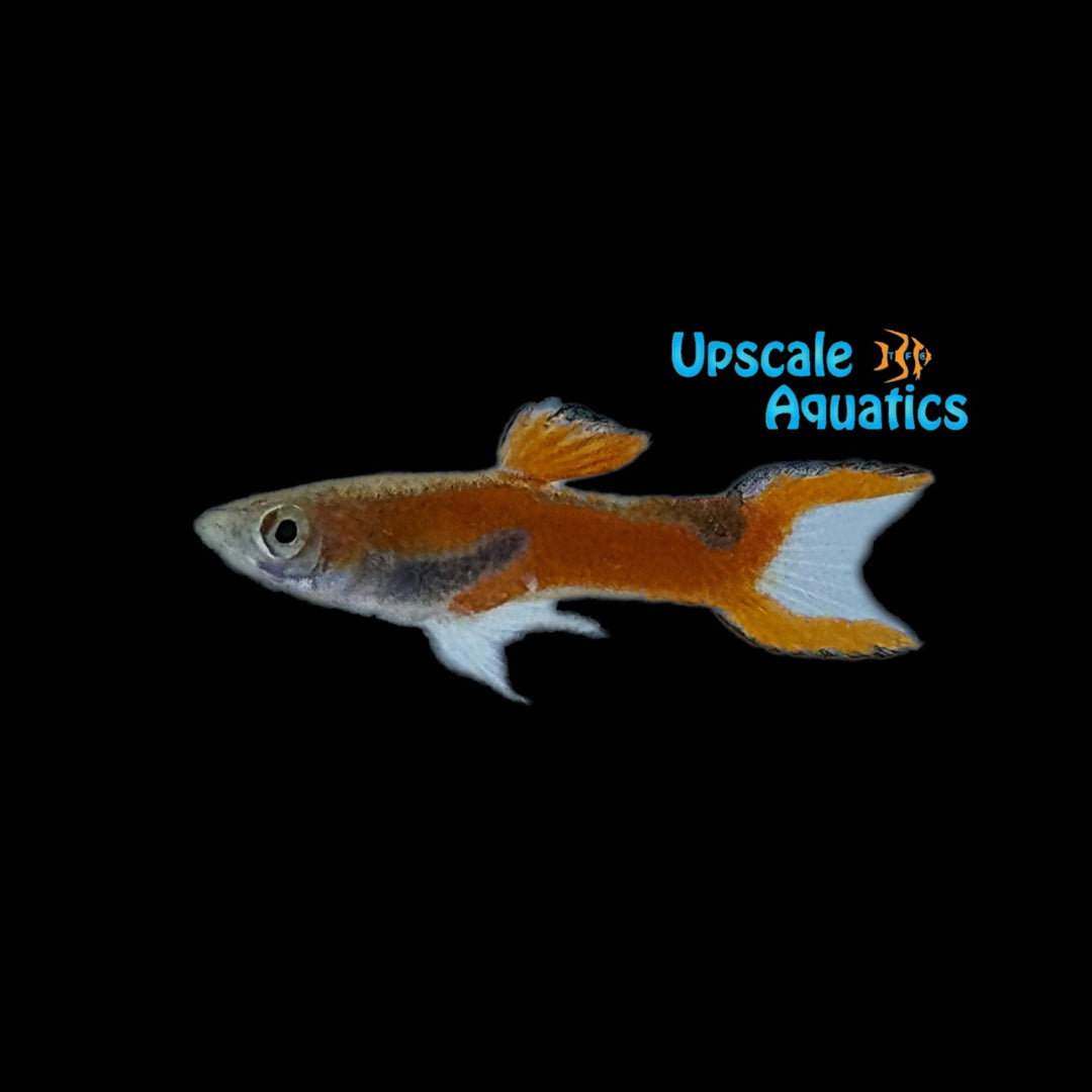 Red Scarlet Endler's Livebearer (Poecilia wingei)