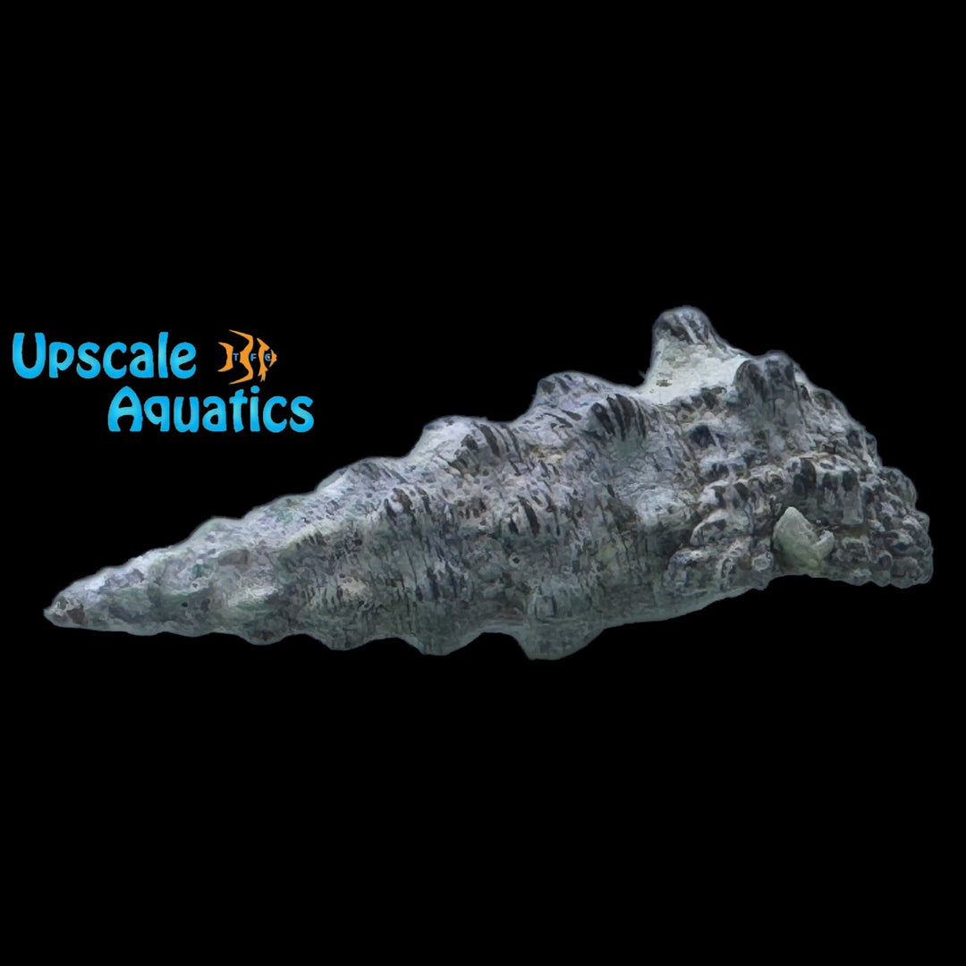 Giant Knobby Cerith Snail (Cerithium nodulosum)