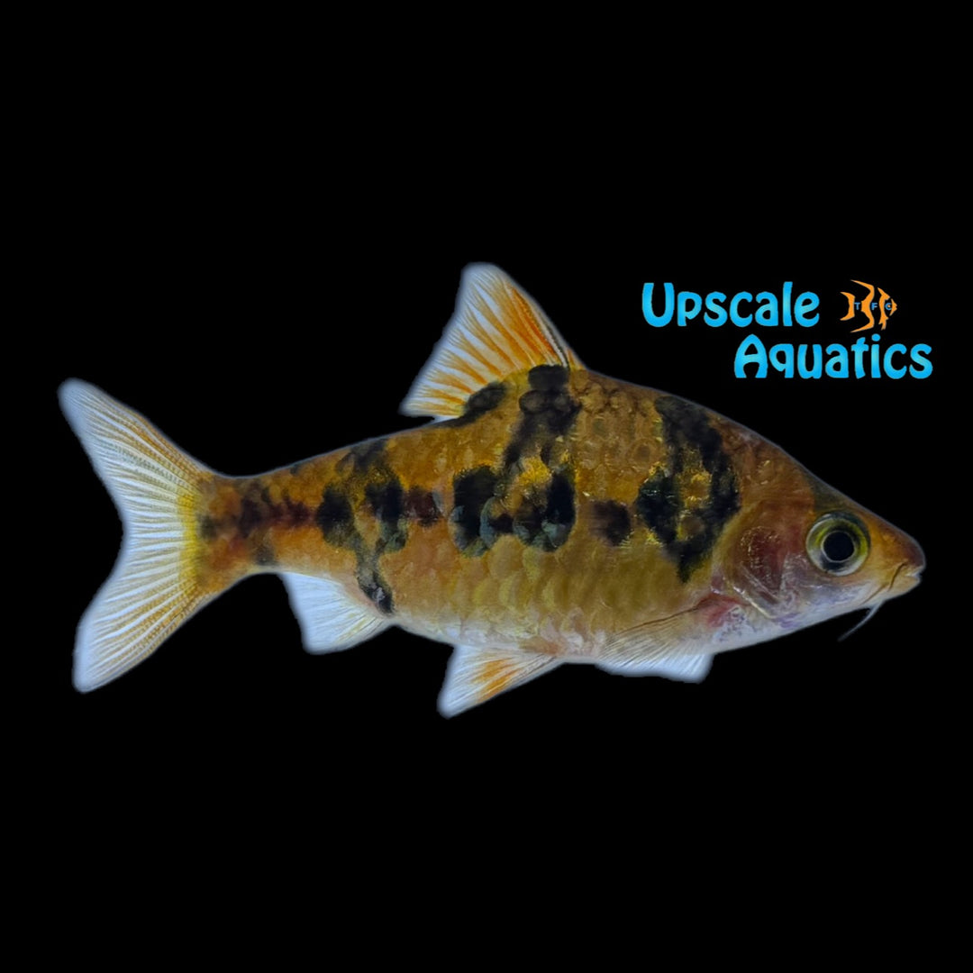 Snakeskin Rhombo Barb (Puntius rhombocellatus)