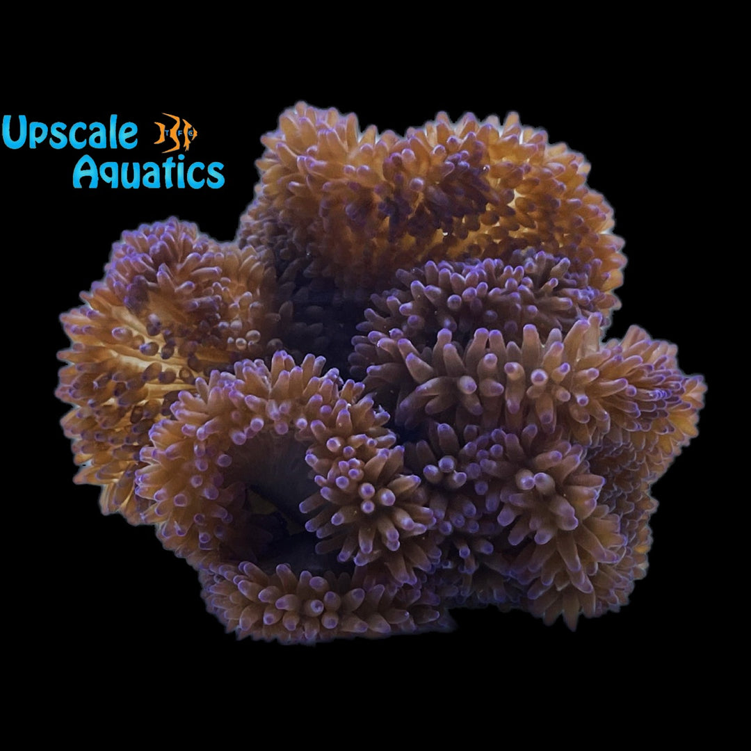 Purple Carpet Anemone (Stichodactyla gigantea)