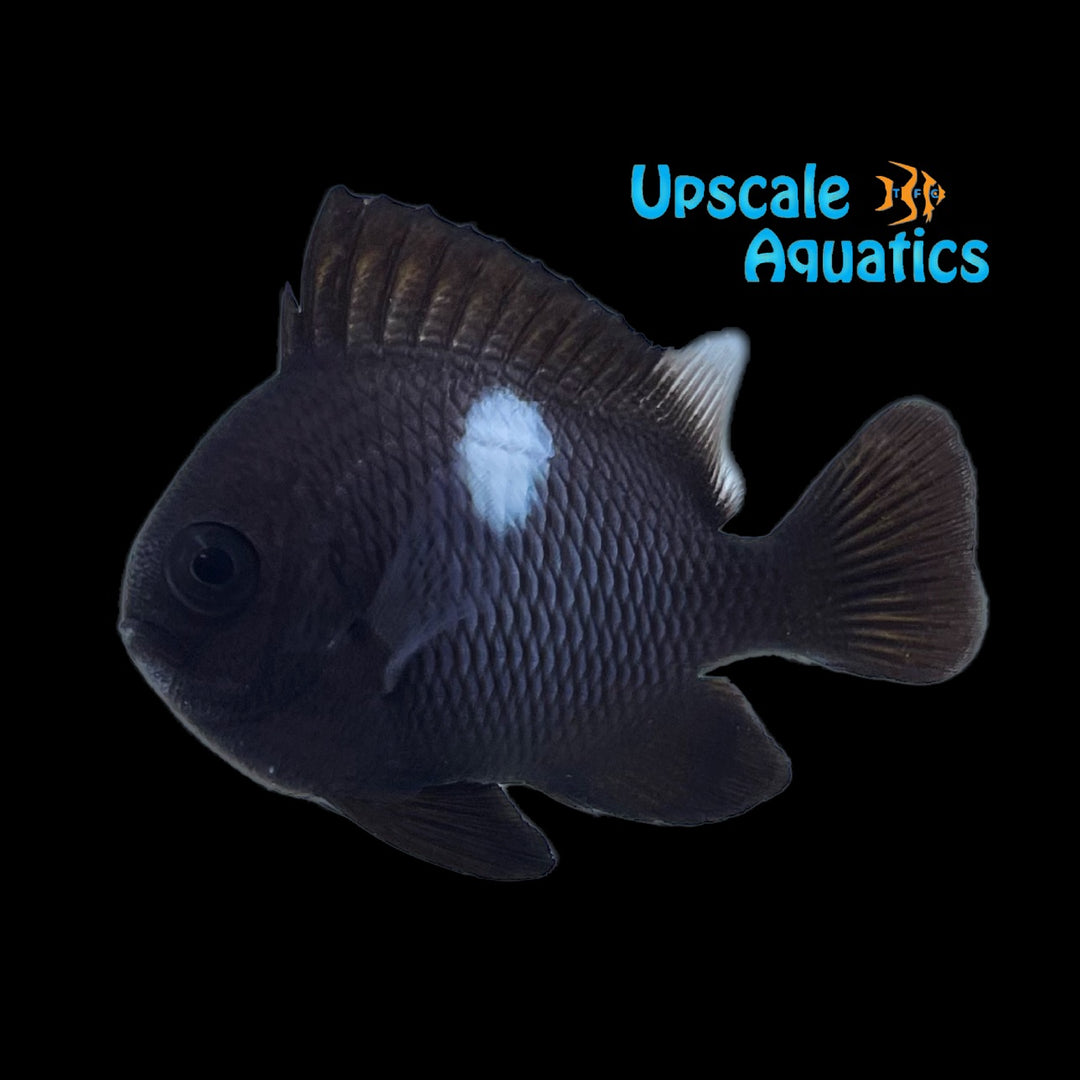 Snowflake Domino Damsel (Dascyllus albisella)