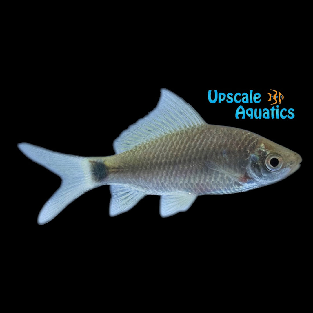 Kappen Flying Fox (Osteochilus kappeni)