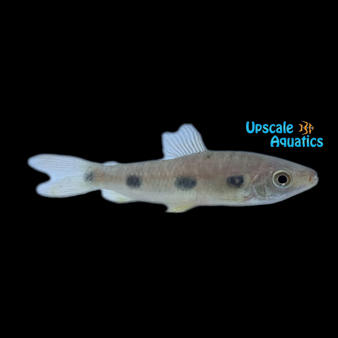 Clown Spotted Leporinus (Leporinus klausewitzi)