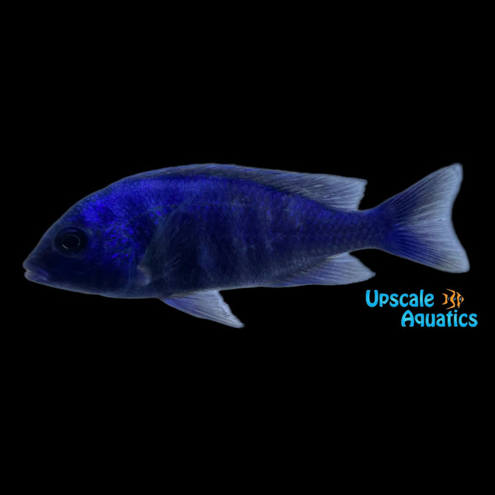 Star Sapphire Cichlid (Placidochromis sp. phenochilus Lupingu)