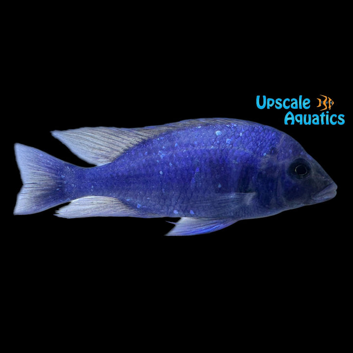 Star Sapphire Cichlid (Placidochromis sp. phenochilus Lupingu)