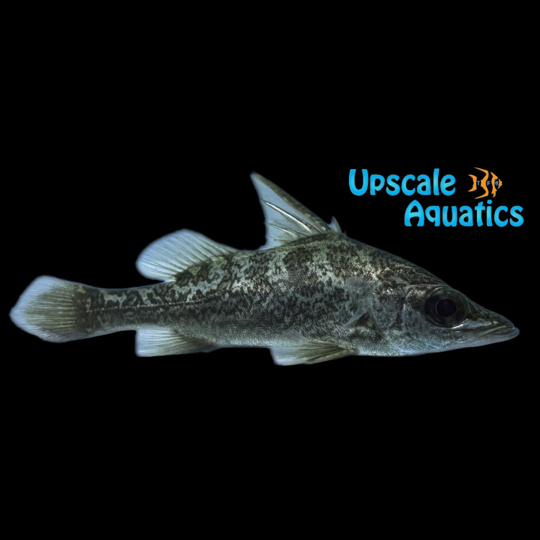 Tanganyikan Lates Perch (Lates angustifrons)