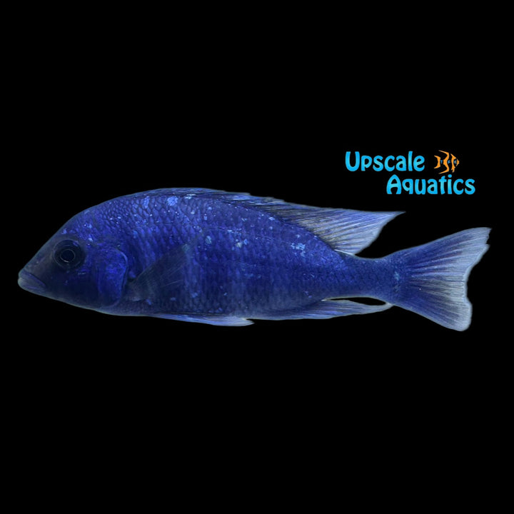 Star Sapphire Cichlid (Placidochromis sp. phenochilus Lupingu)