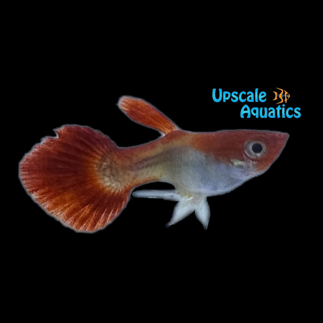 Red Koi Balloon Guppy (Poecilia reticulata)