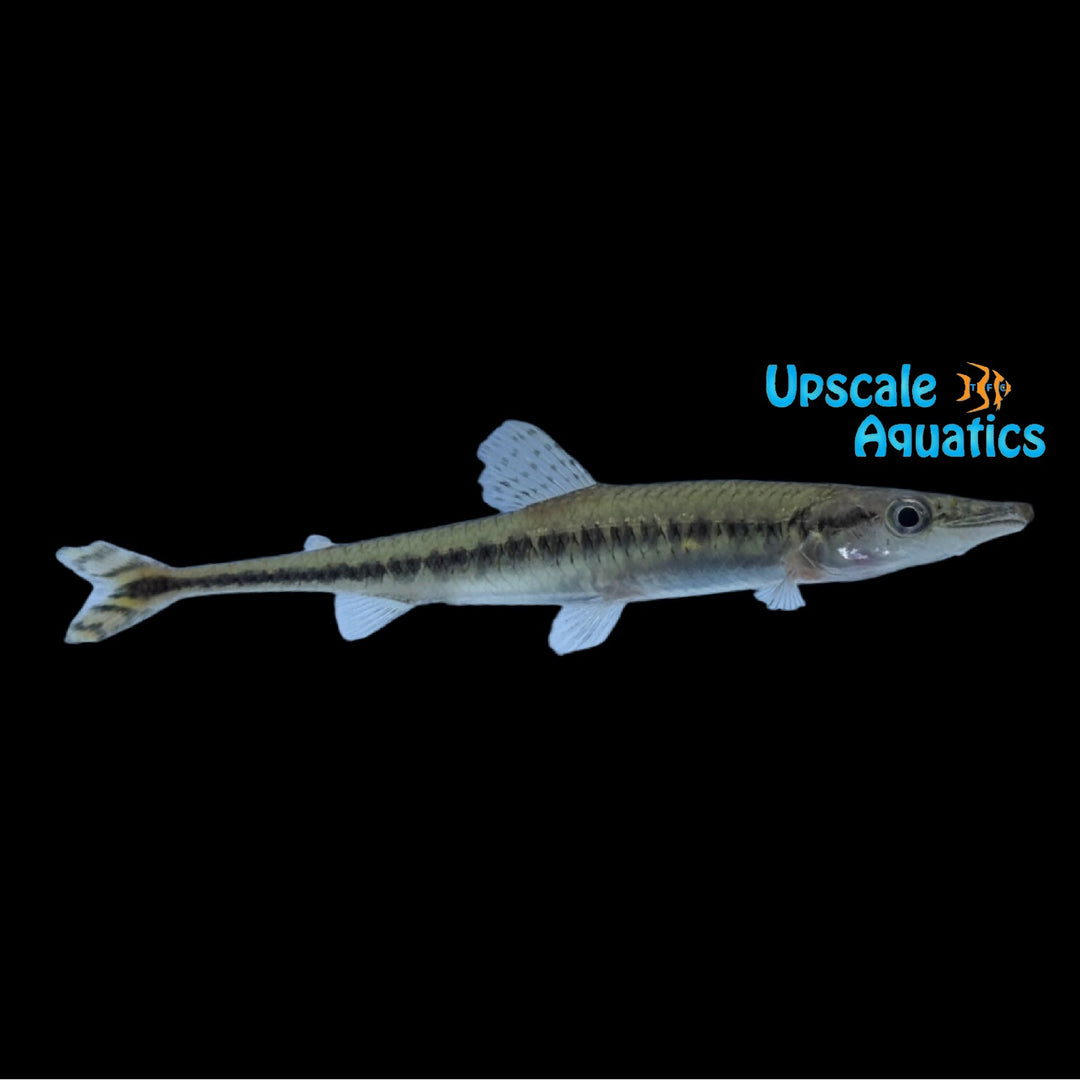 African Spotted Pike Characin (Phago maculatus)