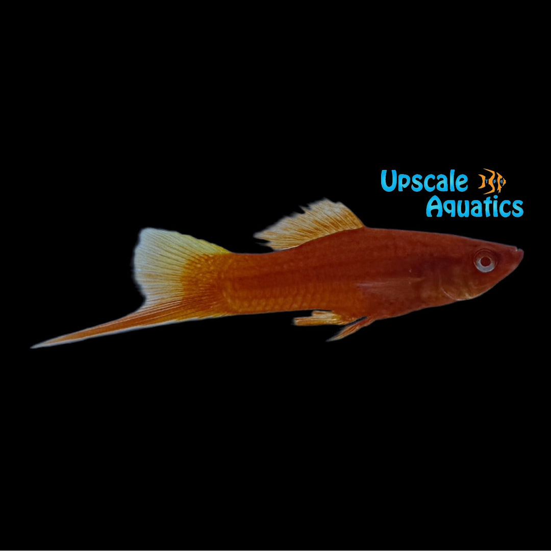 Albino Blood Red Swordtail (Xiphophorus helleri)