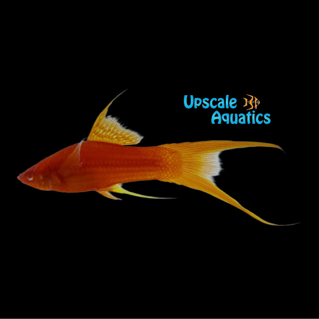 Albino Highfin Blood Red Lyretail Swordtail (Xiphophorus helleri)