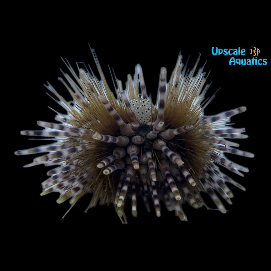 Banded Longspine Urchin (Echinothrix calamari)