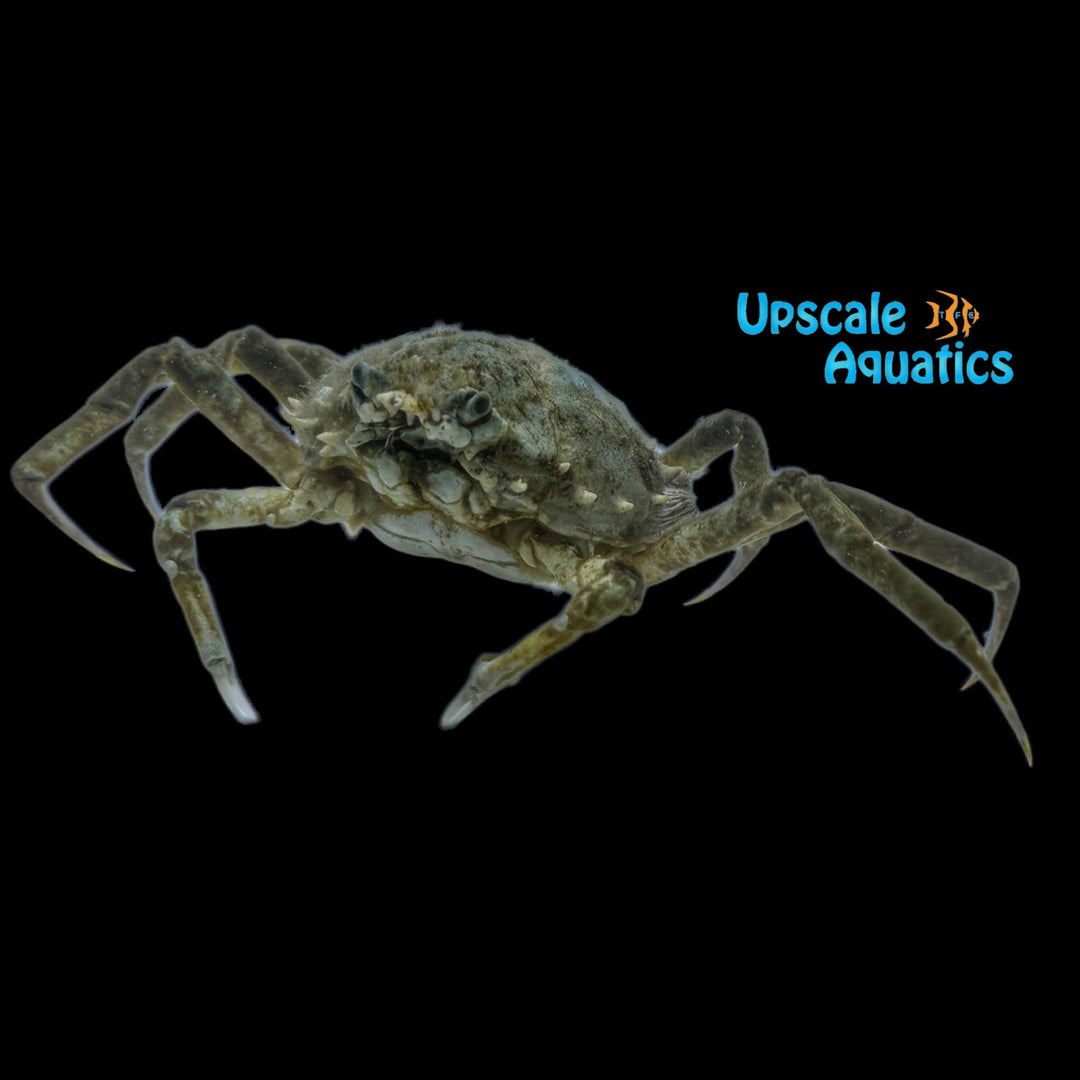 Portly Spider Crab (Libinia emarginata)