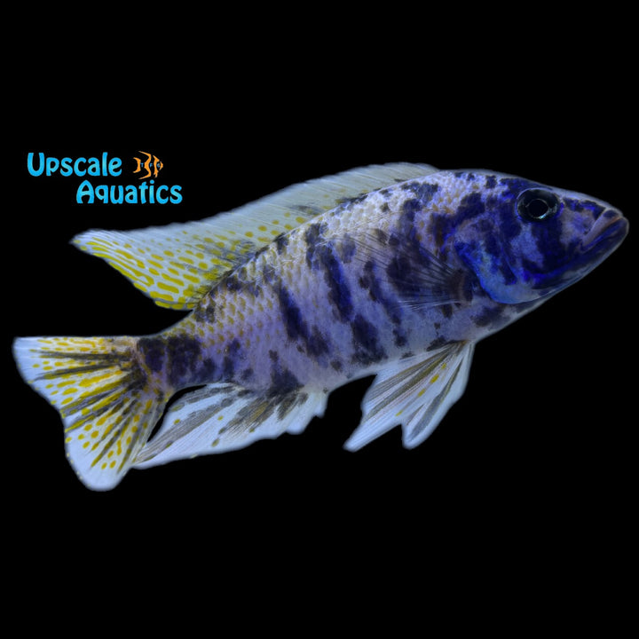 OB Ahli (Sciaenochromis fryeri ob)