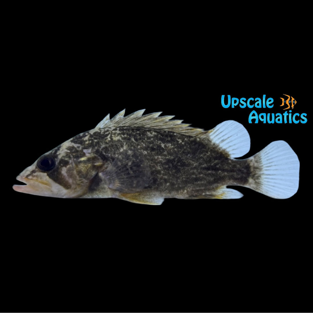Chinese Leafy Perch (Siniperca obscura)