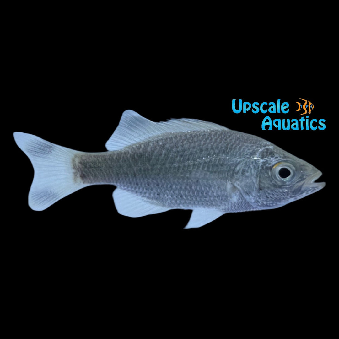 Jungle Perch (Kuhlia rupestris)