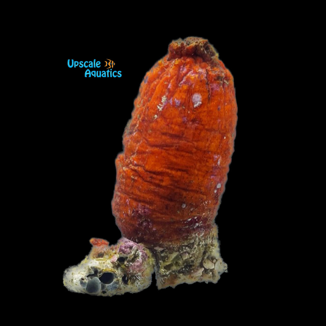 Rose Tunicate (Polycarpa spongiabilis)