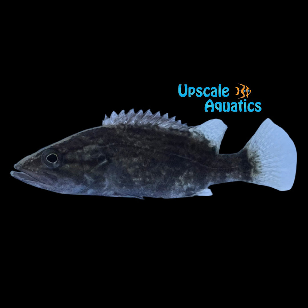 White Head Perch (Siniperca whiteheadi)