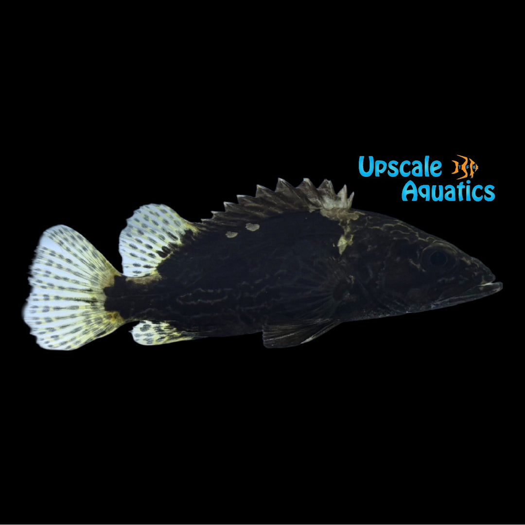 Undulated Chinese Perch (Siniperca undulatus)