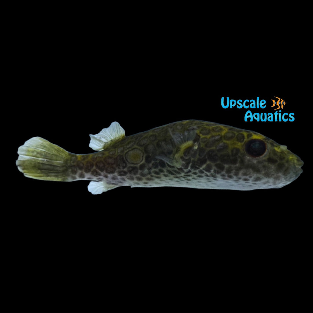 Target Puffer (Pao leiurus)