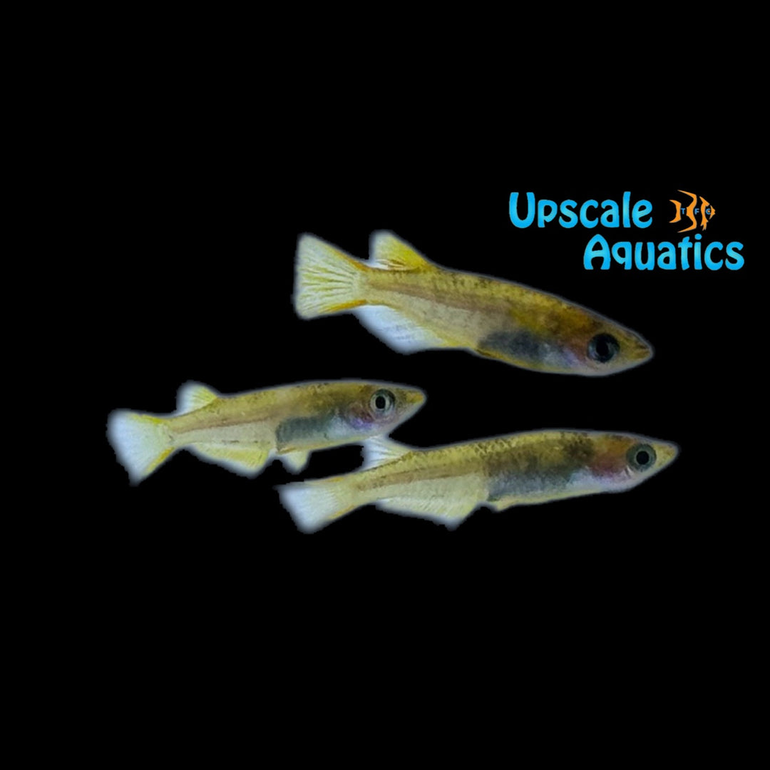 Black & Yellow Nishiki Medaka Ricefish (Oryzias latipes)