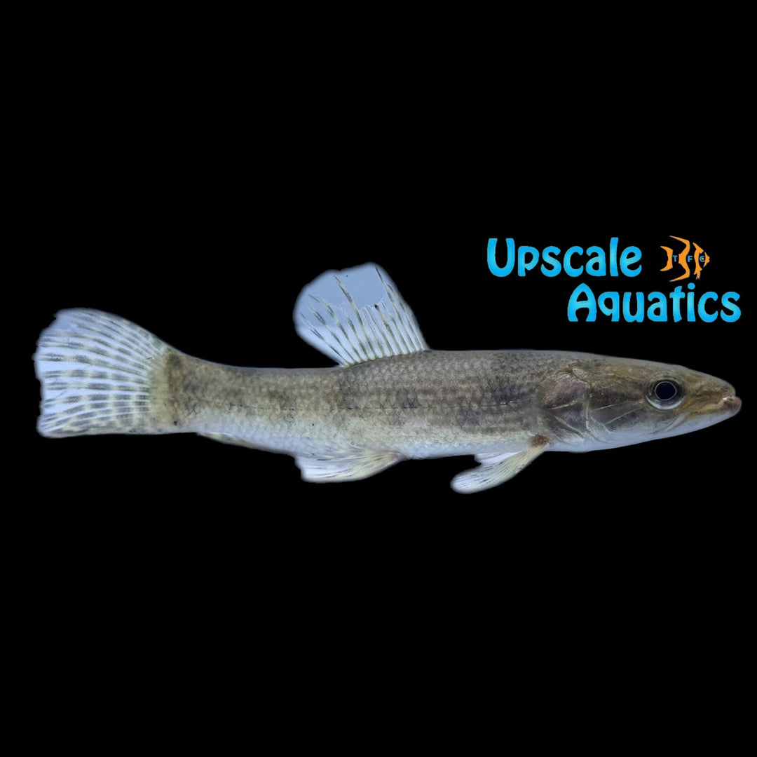 Green Face Wolf Fish (Hoplias lacerdae)