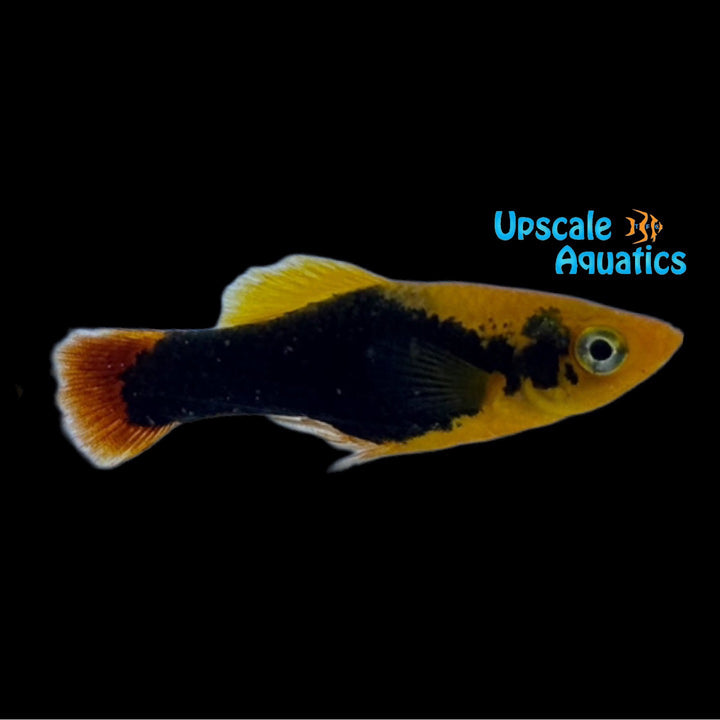 Hawaiian Variatus (Xiphophorus variatus)